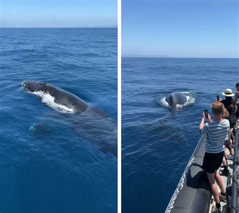 'Extremely friendly' humpback entertains whale watching tour (video)